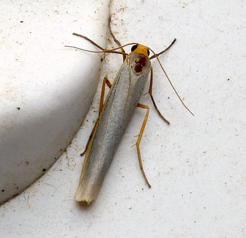 Réf. 283 575 : Eilema caniola